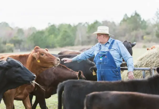 foto ganadero con sus vacas